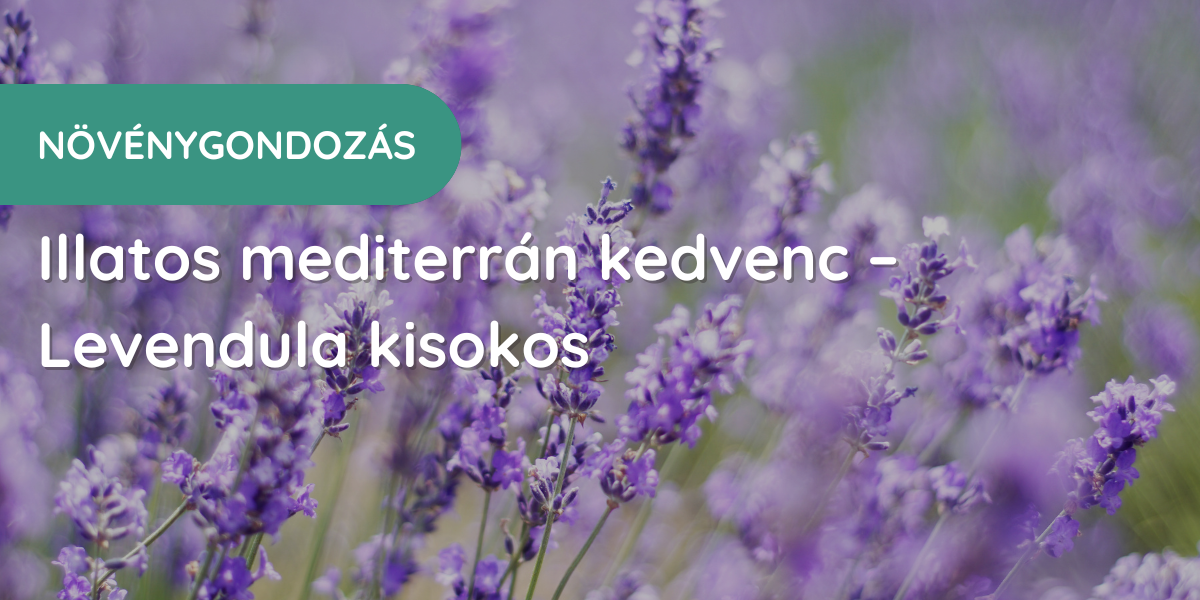 Illatos mediterrán kedvenc - levendula kisokos