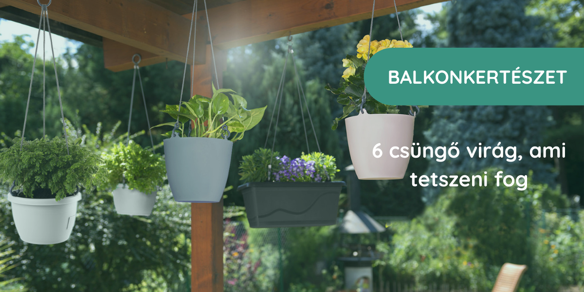 6 csüngő virág, ami az erkélyen és a szobában is megél
