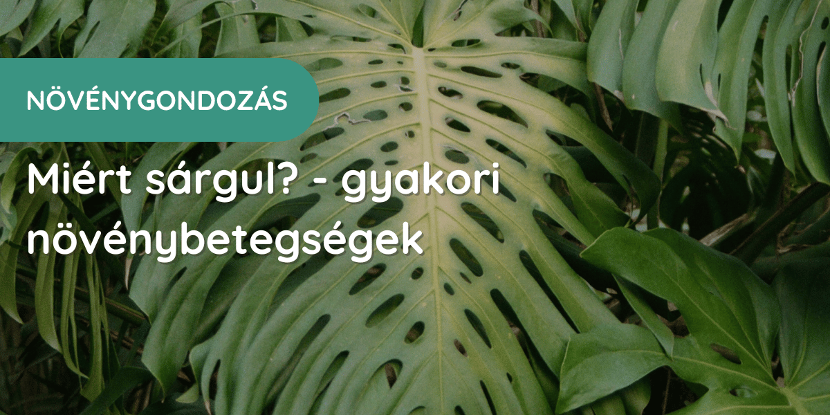 Miért sárgul? - Gyakori növénybetegségek