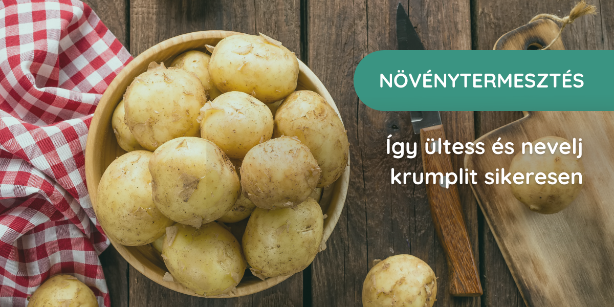 A burgonyatermesztés alapjai