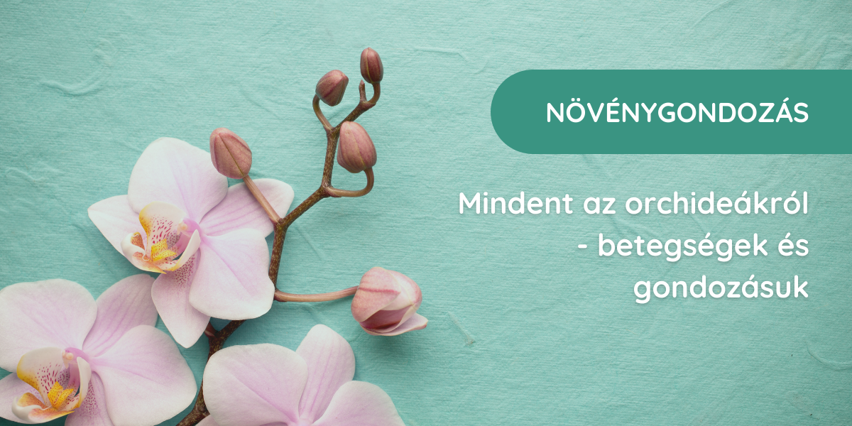 Mindent, amit az orchideák tartásáról tudni érdemes - gondozásuk és betegségeik