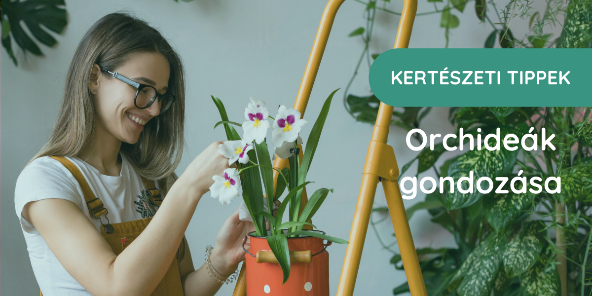 ORCHIDEÁK GONDOZÁSA
