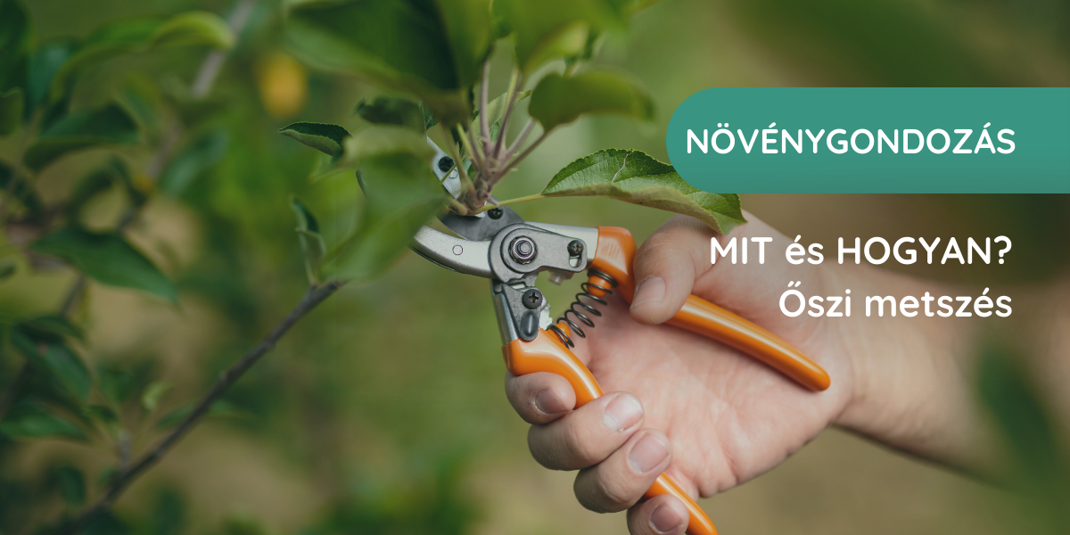 Az őszi metszés - milyen növényeket kell ilyenkor metszeni és hogyan?