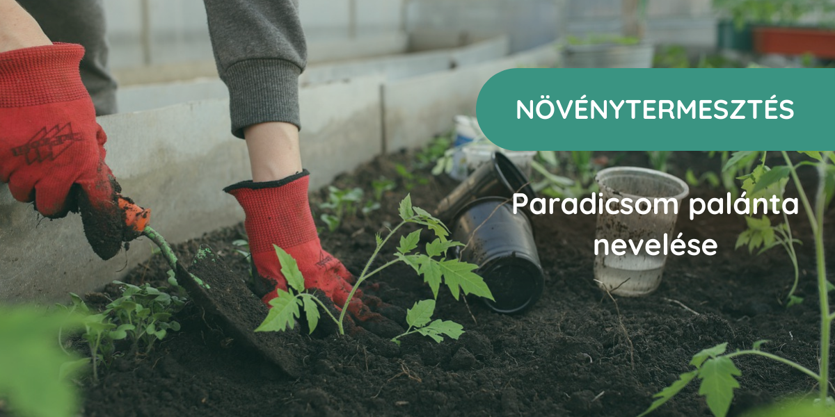 5 + 1 tipp, hogy a paradicsompalánta nevelése gyerekjáték legyen
