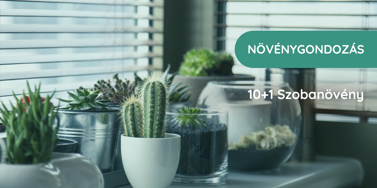 szobanövények_szobanövények fajtái_népszerű szobanövények_zöld_egészséges_otthon