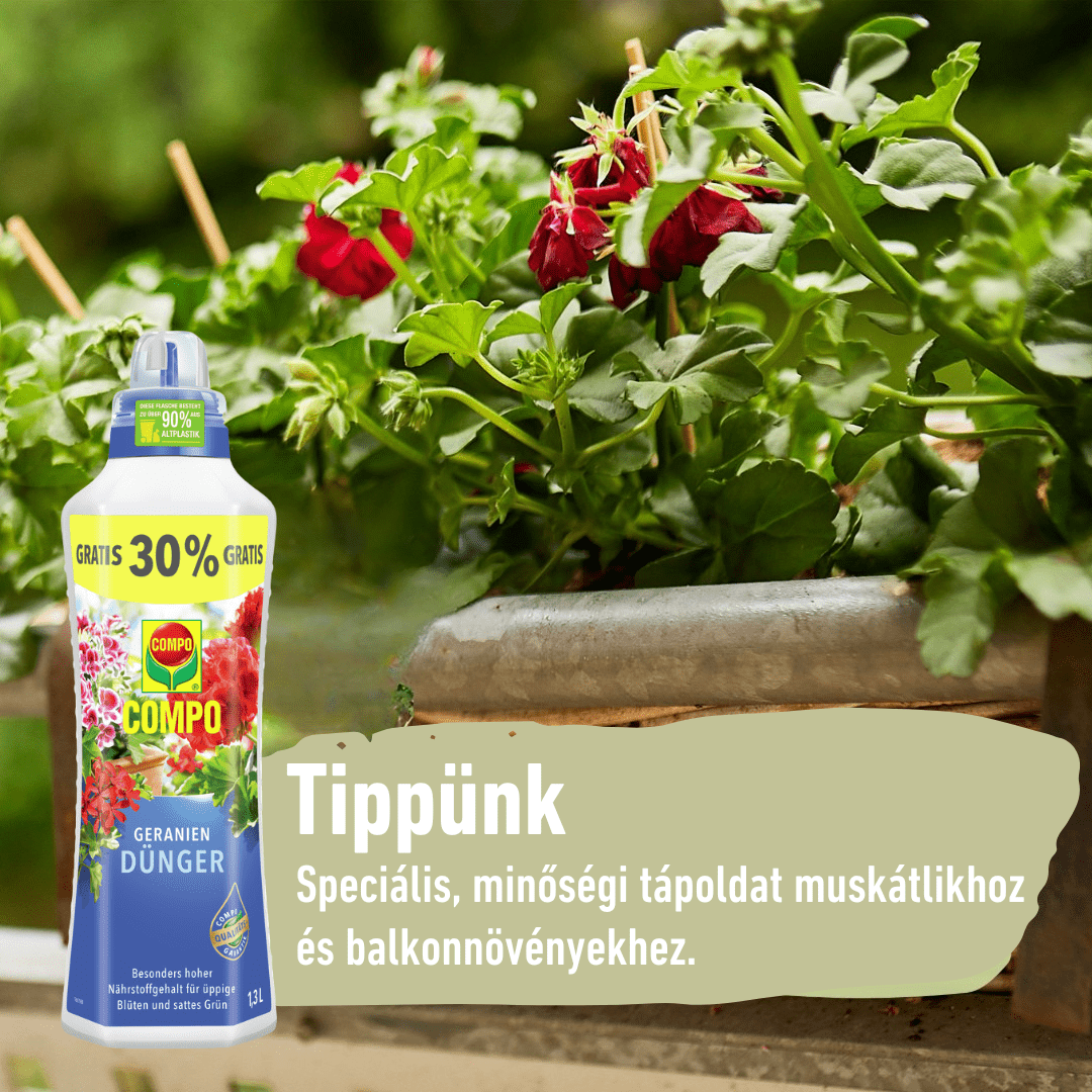 Compo Ápolás_és_gondozás 1,3 l Compo Tápoldat Muskátli 1,3L