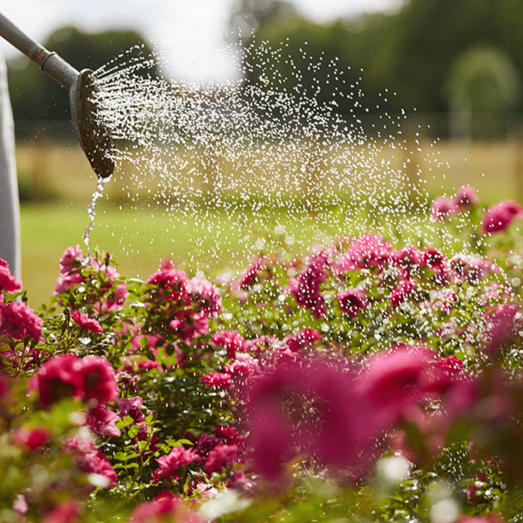 Compo Ápolás_és_gondozás 1 l Compo Tápoldat Rózsa 1L