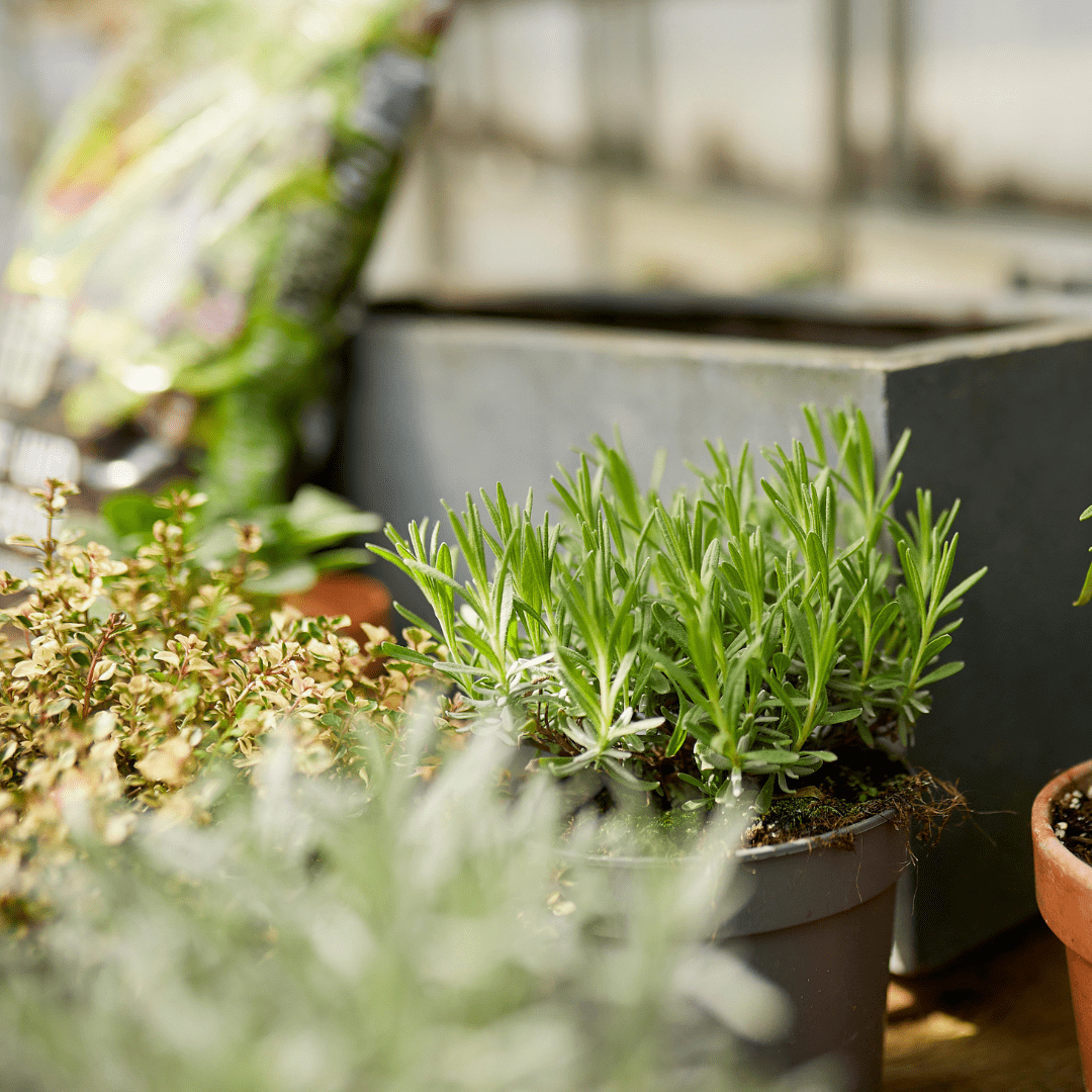 COMPO Ápolás_és_gondozás 5 l Compo BIO Palánta-és Fűszernövényföld 5l