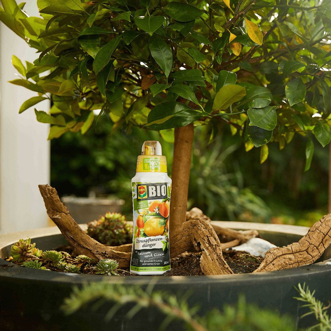 COMPO Ápolás_és_gondozás 500 ml Compo Bio Tápoldat Citrus 0,5L