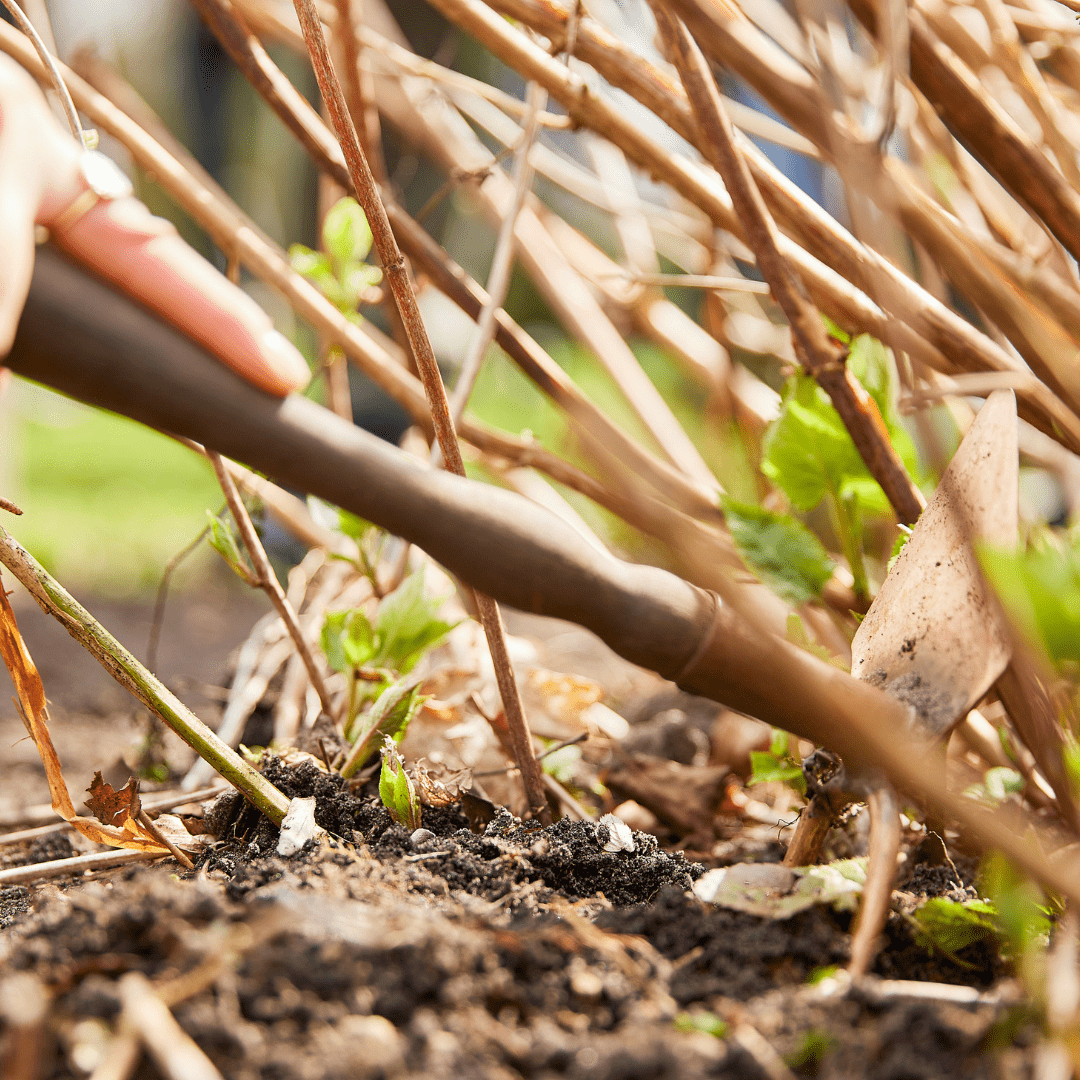 COMPO Ápolás_és_gondozás 750 g Compo Biotáp Rhododendronhoz Gyapjúval