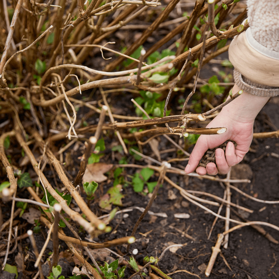 COMPO Ápolás_és_gondozás 750 g Compo Biotáp Rhododendronhoz Gyapjúval