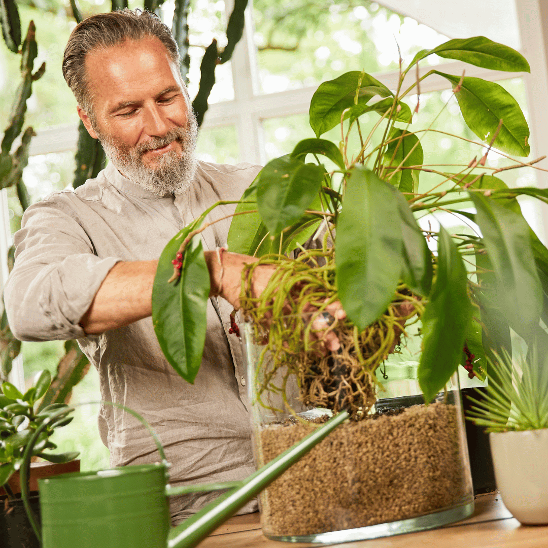 COMPO Ápolás_és_gondozás COMPO BIO Granuplant Beltéri Vízelvezető és Ültetőgranulátum