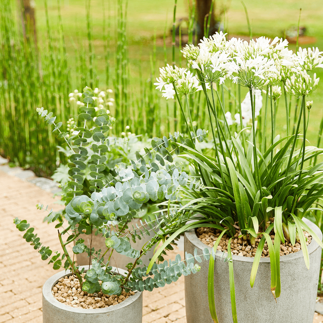 COMPO Ápolás_és_gondozás COMPO Bio Granuplant Kültéri Vízelvezető és Ültetőgranulátum