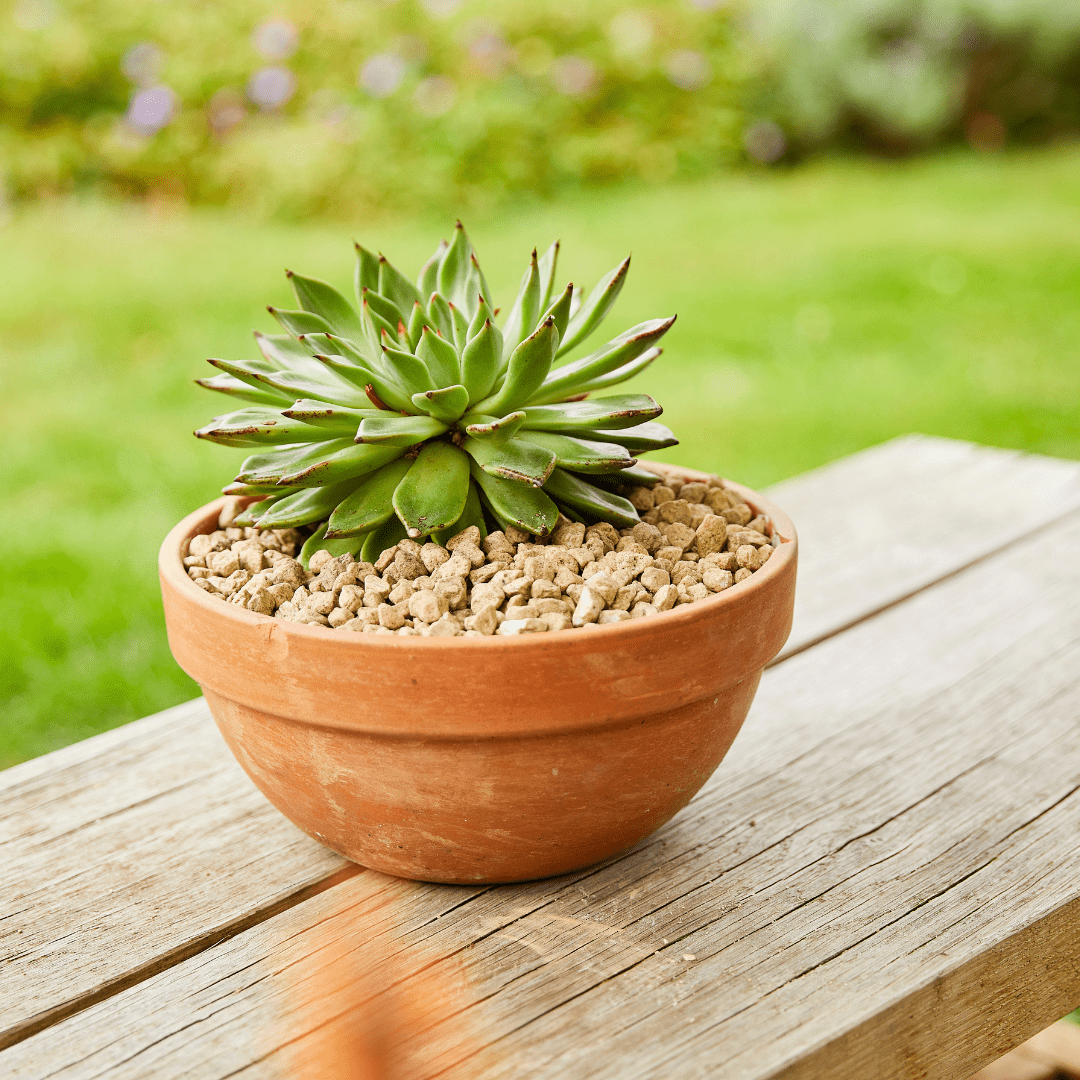 COMPO Ápolás_és_gondozás COMPO Bio Granuplant Kültéri Vízelvezető és Ültetőgranulátum