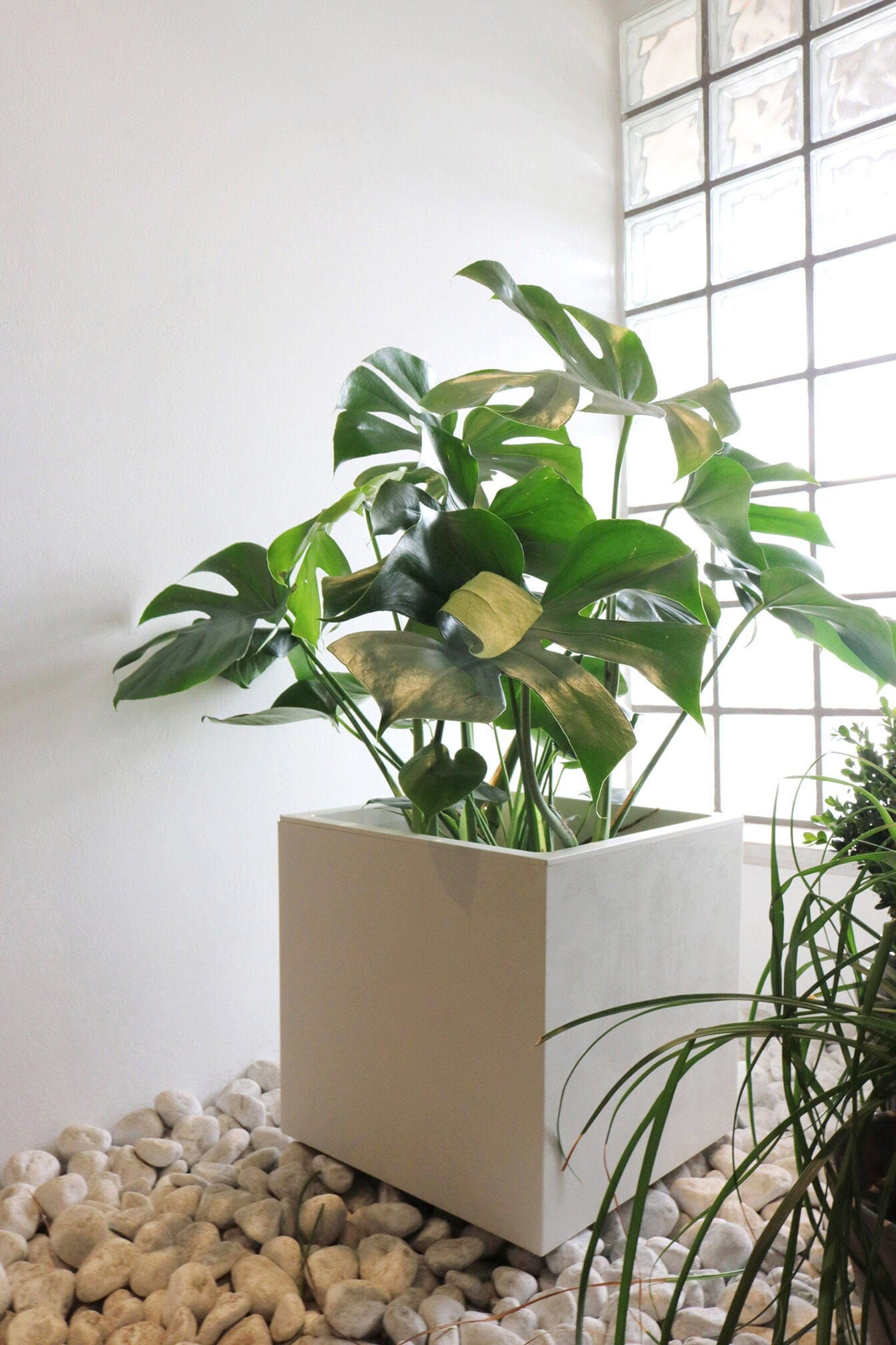 Deroma Növénytartók Millennium Láda Cubo