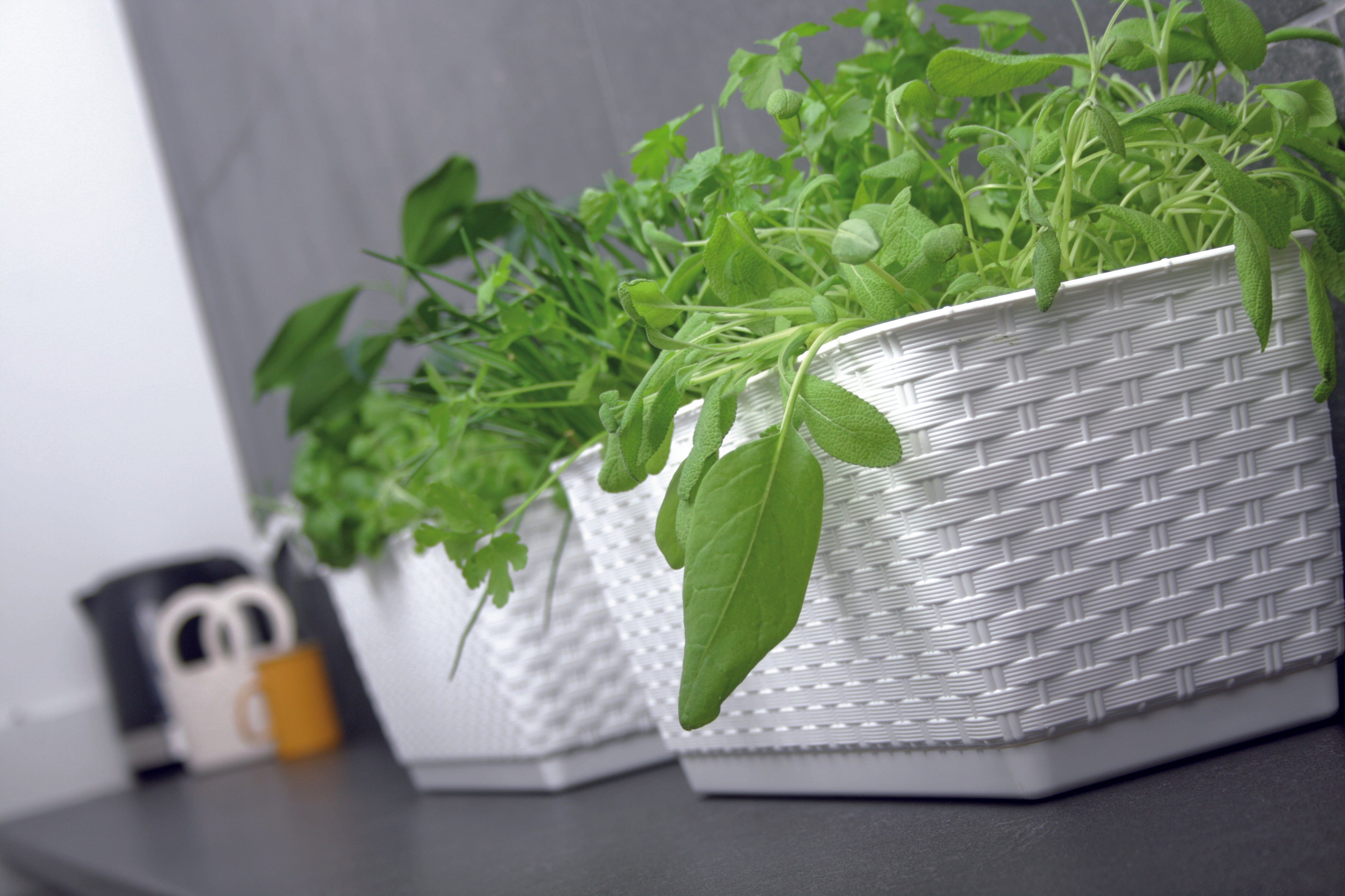 Prosperplast Növénytartók Rattan Teraszláda "Ratolla"