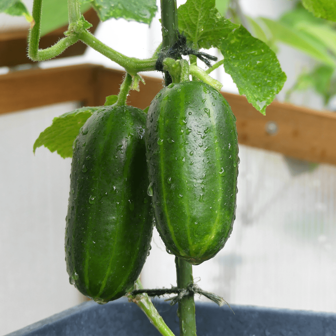 Rédei Ápolás_és_gondozás 10 szem Mini Salátauborka - Kalimero F1 vetőmag