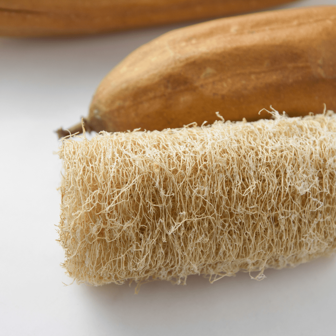 Rédei Ápolás_és_gondozás 1g Szivacstök - Luffa vetőmag