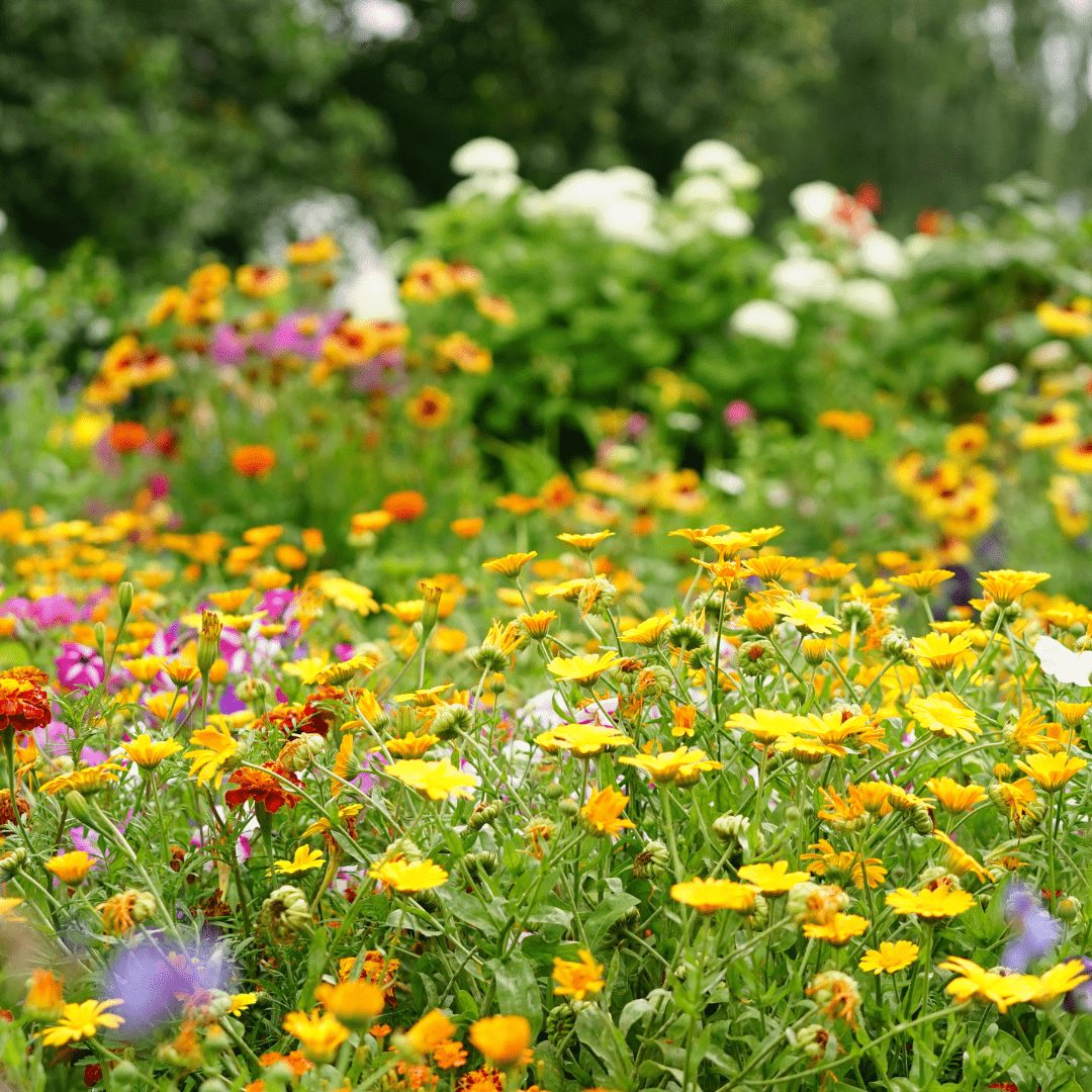 Rédei Ápolás_és_gondozás 20g Méhdoktor magkeverék