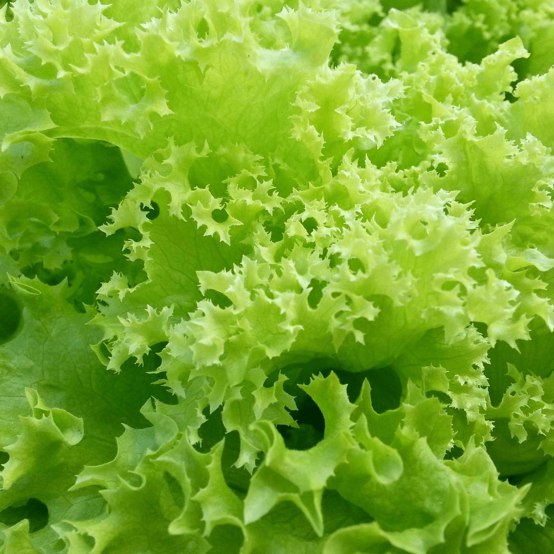 Rédei Ápolás_és_gondozás 3g Tépősaláta - Lollo Bionda vetőmag