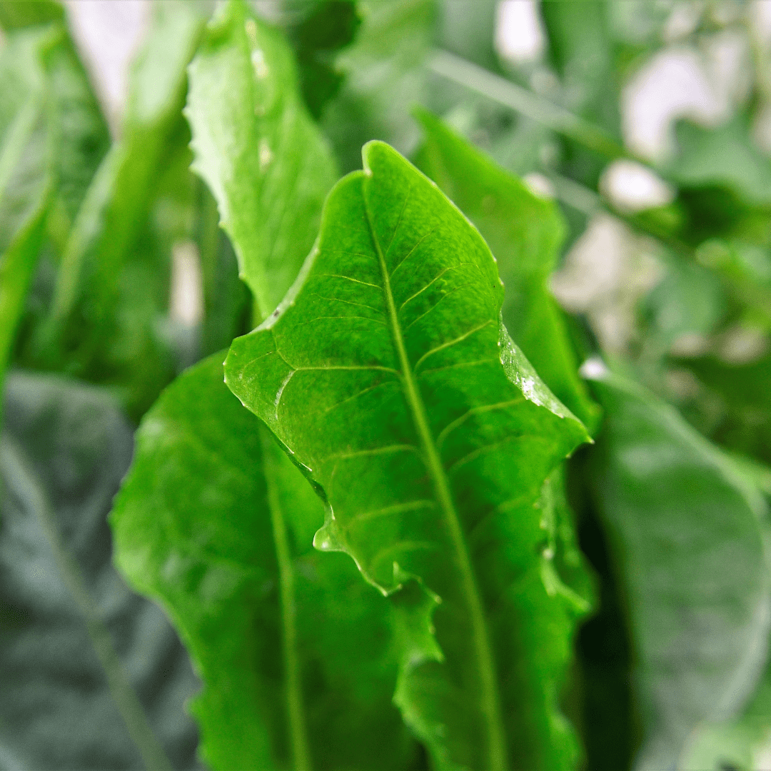 Rédei Ápolás_és_gondozás 4g Rukola - Borsmustár vetőmag