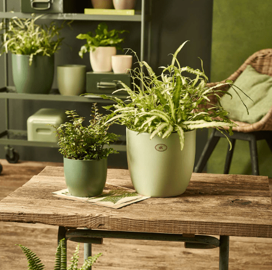 Soendgen Növénytartók Basel Kaspó