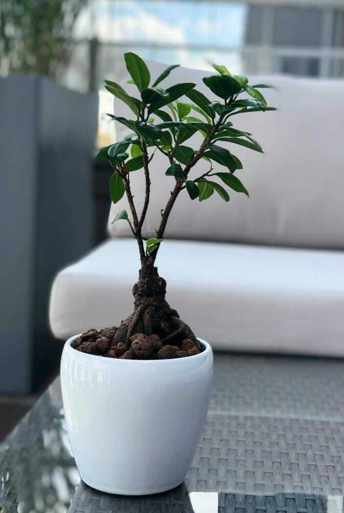 Gardino Növénytartók Barcelona Kaspó