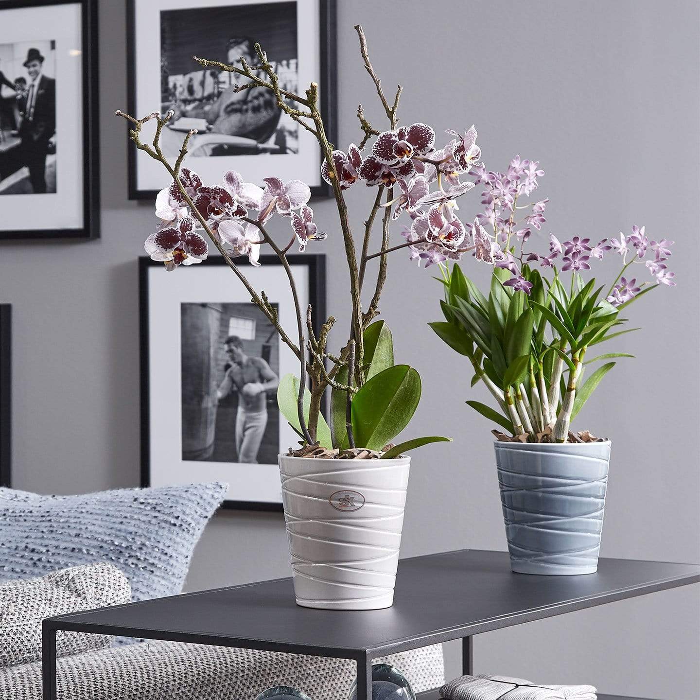 Gardinohu Növénytartók Szingapúr Orchidea kaspó