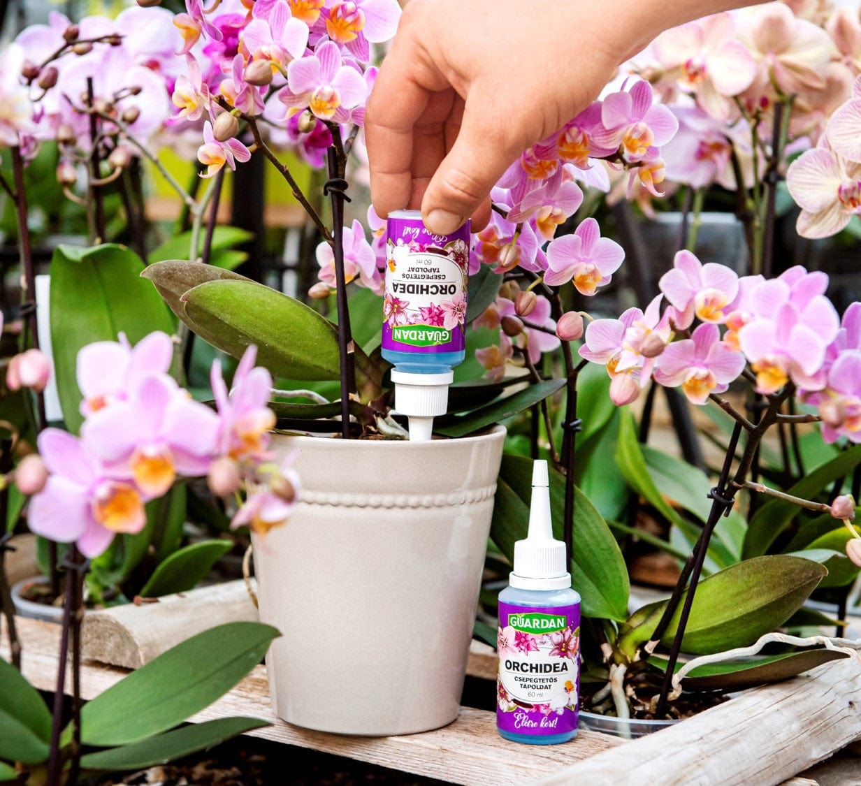 Guardan Ápolás_és_gondozás 60ml Guardan Orchidea csepegtető tápoldat 60ml