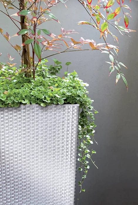 Prosperplast Növénytartók Rato Square Rattan Kaspó Betéttel