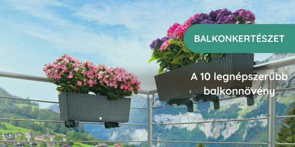 A 10 legnépszerűbb balkonnövény