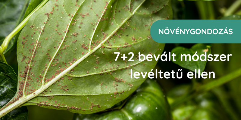 7+2 bevált módszer levéltetű ellen