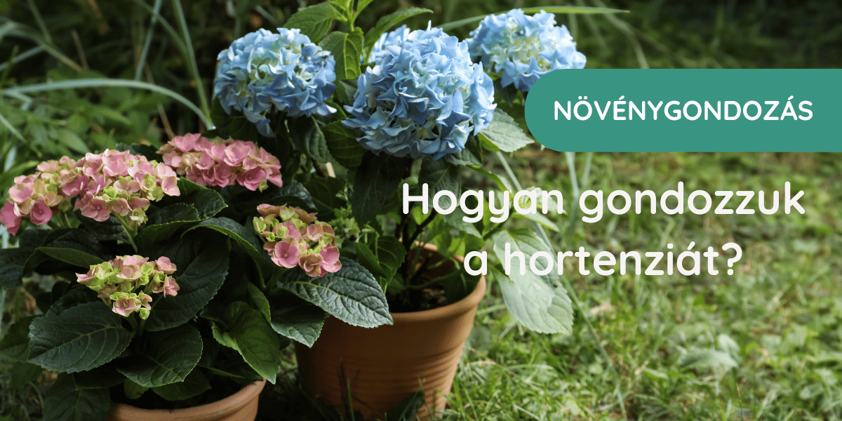 Hogyan gondozzuk a hortenziát?