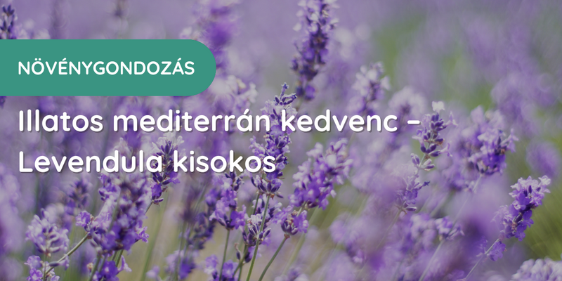 Illatos mediterrán kedvenc - levendula kisokos