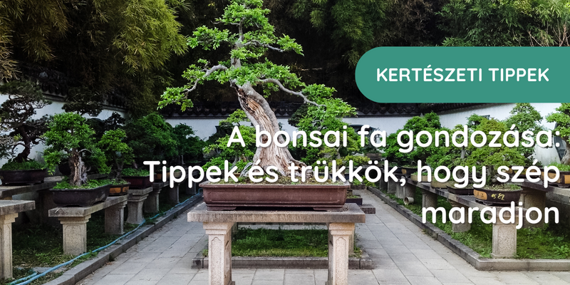 Bonsai fa gondozása