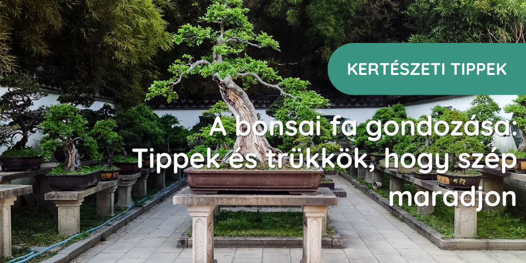 Bonsai fa gondozsa