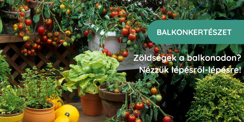 Zöldségek a balkonodon? Nézzük lépésről-lépésre!