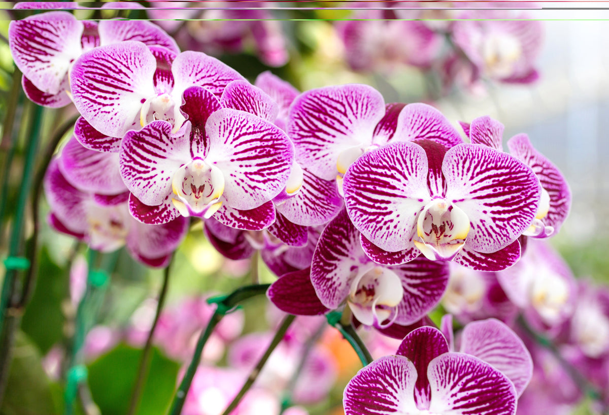 Orchidea gondozás