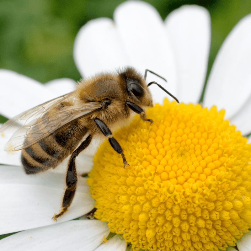 Rédei Ápolás_és_gondozás 20g Méhdoktor magkeverék